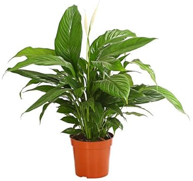 Lirio de la Paz Natural: La Planta que Transformará tu Hogar en un Oasis de Tranquilidad