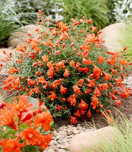 BALDUR Garten Punica 'Uniqa®',1 Pflanze, ein Juwel für jeden Garten, üppige Blüte den ganzen Sommer über, dekorative Mini-Zierfrüchte, pflegeleicht, mehrjährig, winterhart