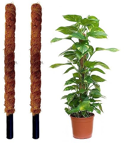 Jardinlife Tutor Fibra de Coco Natural para Plantas Trepadoras y Enredaderas, Guía para Las Raíces (Pack 2 unds 80 cm)