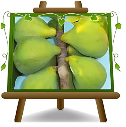 arbre figues figue gentil Plante fruitière antique sur un pot de 20 - max 170 cm - 2 ans