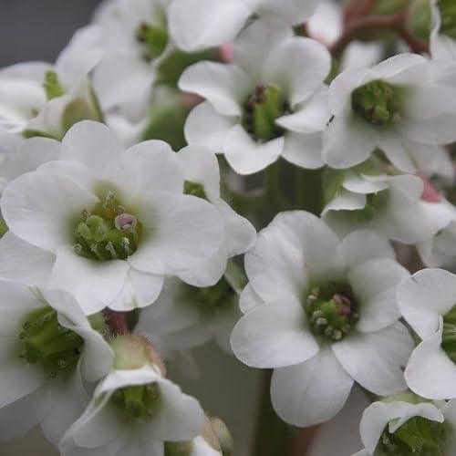 6x Bergenie 'Bressingham White' - Bergenia ‘Bressingham White' - Topf 9x9cm