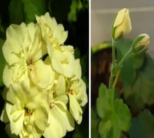100 semi di geranio giallo