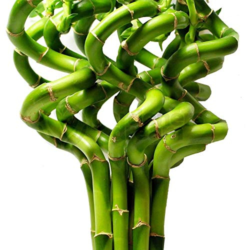 40cm Lucky Bamboo - 10 Spiral Stems - Indoor Plant Pot Garden Windowsill Bowl