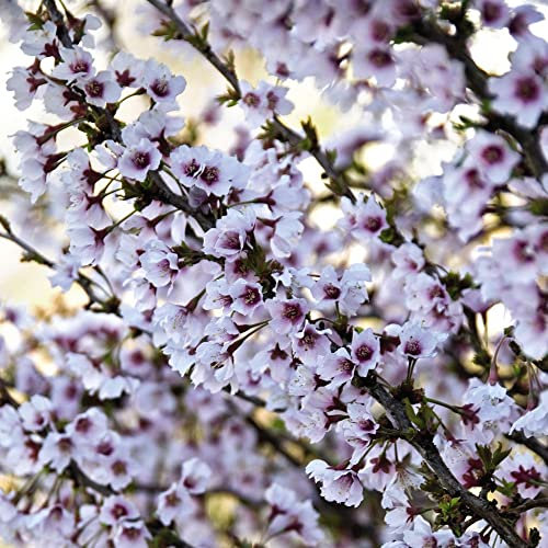 Ornamental Cherry Prunus incisa 'Kojo-No-Mai' Fuji Cherry RHS AGM White Spring Blossom Hardy Shrub Easy to Grow Your Own Garden Trees, 3X 9cm Potted Plant by Thompson & Morgan