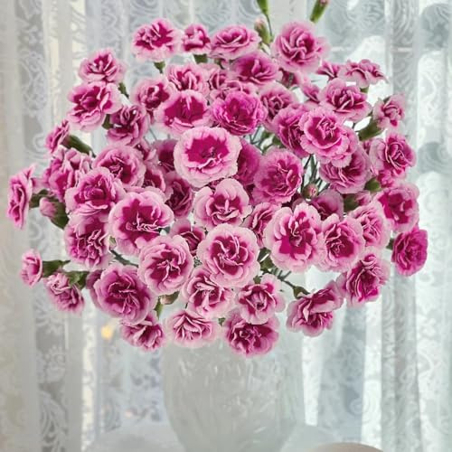Semi di garofano, per gli ospiti con semi di garofano selvatico, semi di selvatici esotiche 250pcs