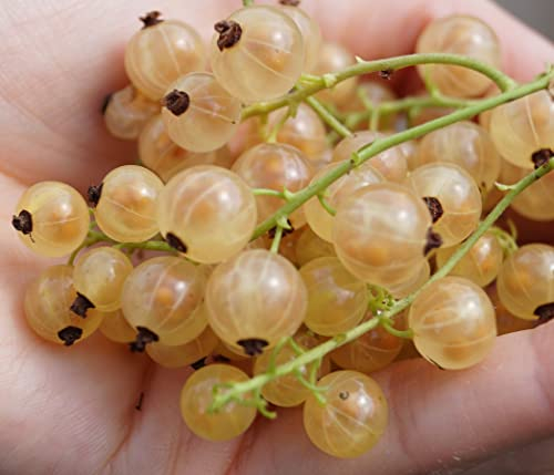 Weiße Johannisbeere `Werdavia, Busch, ca. 60cm im 3L-Topf