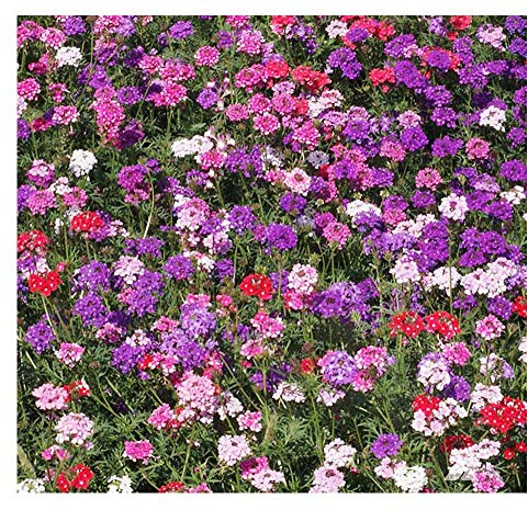 Marde Ross & Company Moss Verbena - Ground Cover - Mixed Colors for Zones 6-10 - 3300 Seeds