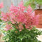Astilbe Wonderful Day Garden Plant | Perennial Plants Outdoor Garden Ready for Bedding Borders Patio (9cm Pot, 10-20cm)