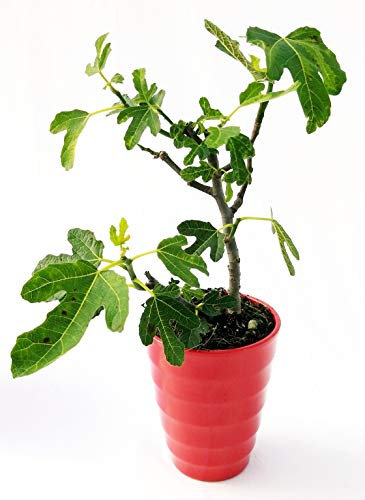 POWERS TO FLOWERS - FICO, FICUS CARICA BONSAI IN VASO CERAMICA ROSSO, pianta vera