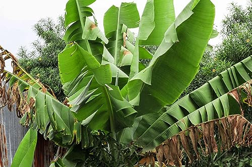 Nuevas semillas frescas de árbol de plátano 100 piezas