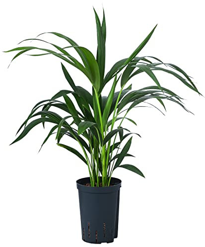 Dehner Kentia-Palme, Howea forsteriana, Zimmerpalme in Hydrokultur, mit Fiederwedeln, ca. 60 cm, Ø Topf 15 cm