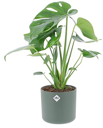 KENTIS - Monstera Deliciosa Pianta Vera da Interno - Piante da Appartamento Purifica Aria - H 40-50 cm Vaso Ø 14 cm