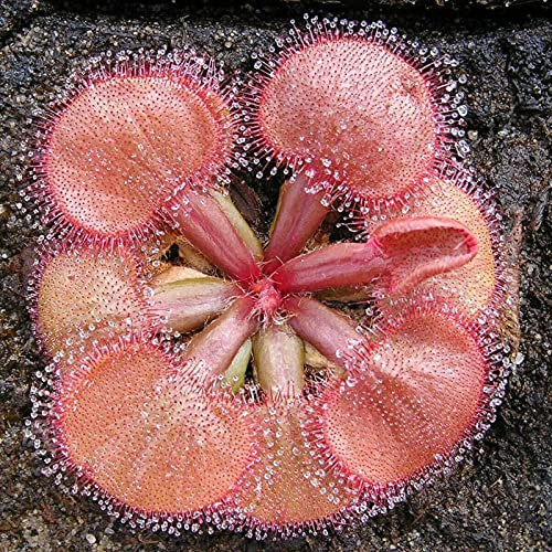 Benoon Drosera - Semi di Falconeri, 20 pezzi/Bag Drosera Falconeri Semi Rari Carnivore Attraenti Pieni di Vitalità Sundew Semi
