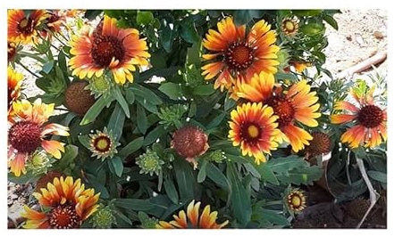 Stk - 30x Kokardenblume mix Gaillardia aristata Garten Pflanzen - Samen KS55 - Seeds & Plants Shop by Ipsa