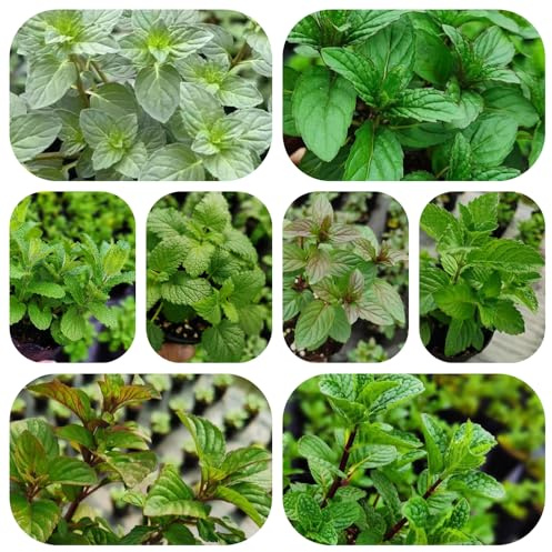 semi di menta, resistente tappezzante da giardino roccioso 500pcs