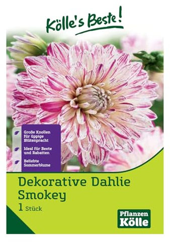 Schmuck-Dahlien Smokey - Blüten weiß/pink geflammt - Knollengröße 1-1 Knolle in der Packung - Kölle's Beste