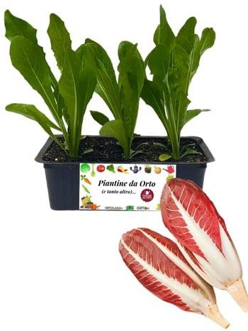 P. Piantine da Orto | Radicchio Treviso, Kit 9 Piantine, Pianta Pronta per il Trapianto, Pianta Vera da Orto, da Balcone e da Esterno, Vivaio Italiano