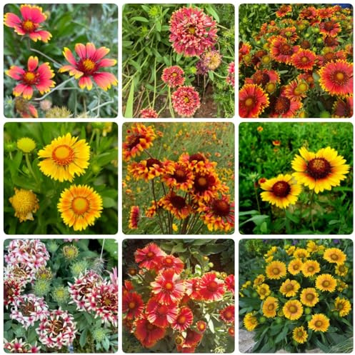 Semillas de Gaillardia pulchella, jardín cobertura del suelo decoración semillas de resistentes para el jardín 500pcs