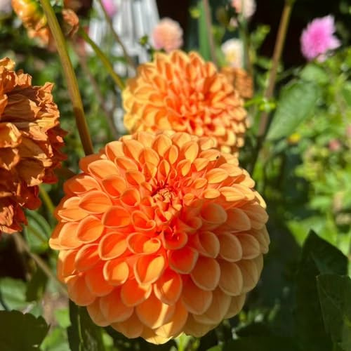 bulbos dalia de balcón de jardín rocas decorativas en oficina 5pcs