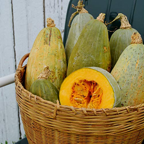 Guatemalan Blue Banana Winter Squash - 25 Seeds - Heirloom & Open-Pollinated Variety, Easy-to-Grow, Non-GMO Vegetable Seeds for Planting Outdoors in The Home Garden, Thresh Seed Company