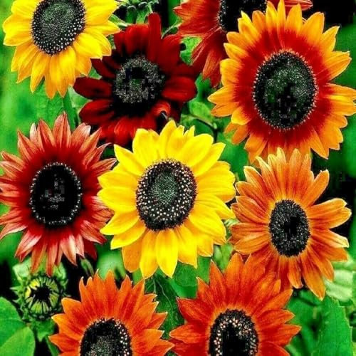 Sunflower Dwarf Distinto Mixture 30 Seeds
