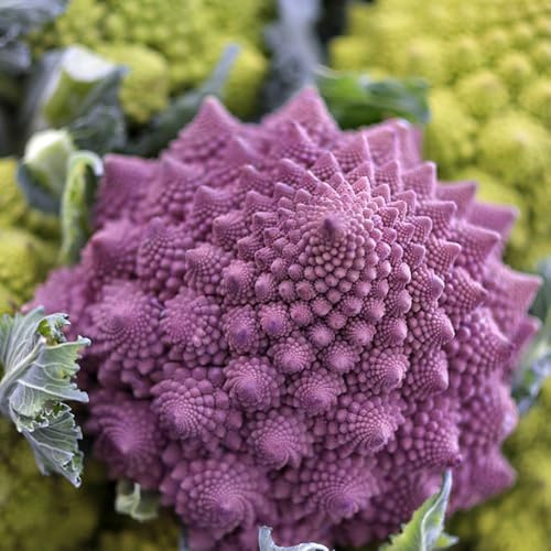 coliflor silvestre - decoración de balcones semillas de Camas elevadas jardín semillas orgánicas jardín 130pcs