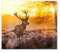 DEQORI Herdabdeckplatte Glas | einteilig 60x52 cm | Motiv Hirsch am Wintermorgen | Ceranfeld Abdeckplatte für Küche | Herd-Abdeckung universal | Glasplatte & Schneidebrett für Kochplatten