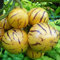 Haloppe 100 Unids Semillas de Verduras de Pepino para la Plantación de Huertos Caseros, Semillas de Pepino Melón Dulce Fruta Vegetal Bonsai Garden Yard Planta Rara Semillas de Pepino