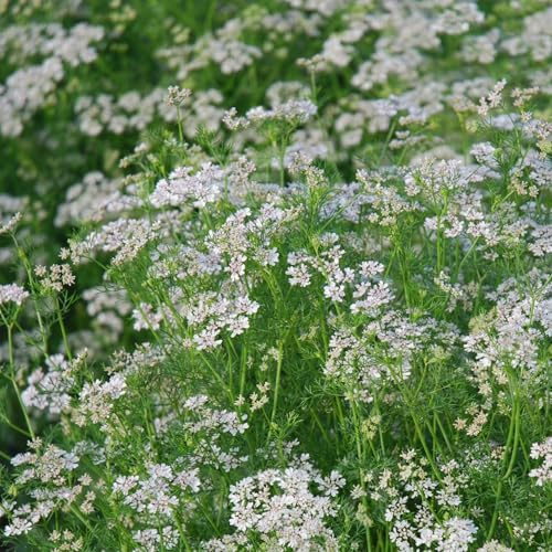 Semi di Coriandolo da Piantare | Alta Germinazione | Pianta Aromatica per Orto, Vaso e Balcone | Coriandolo per Cucina e Spezie | Facile da Coltivare | Molteplici Semi