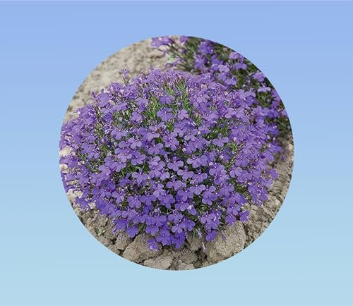 100 graines lobélie crystal palace bleu -