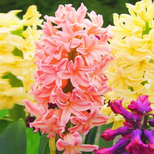 Hyazinthenzwiebel-Winterhart MehrjäHrig,Hyazinthen Zwiebeln Winterhart,Hyazinthen Rhizome,Traubenhyazinthen Zwiebeln,In Töpfe Pflanzen,Bonsai-Pflanzen-5zwiebeln-b