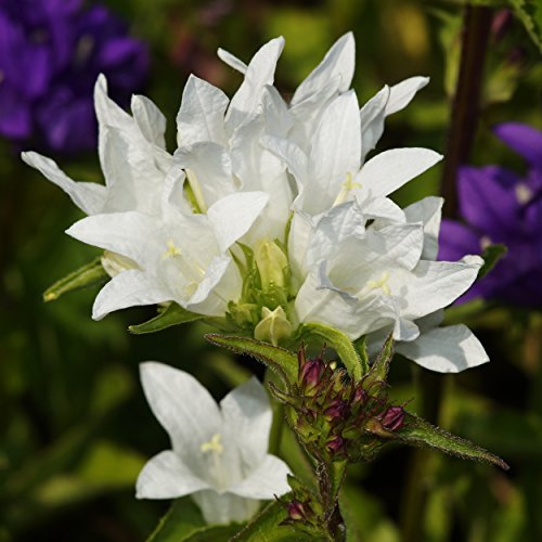 Blumixx Stauden Campanula glomerata 'Alba' – Weiße Knäuel-Glockenblume, winterhart & mehrjährig, Bienenweide, für sonnige & halbschattige Standorte, ideal für Beet & Naturgarten