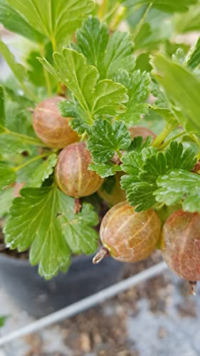 Ribes uva crispa 'Hinnonmaki gold' / Groseillier à maquereau jaune/Conteneur de 3 à 4 litres