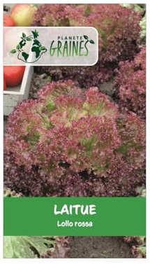 100 Graines de Laitue Lollo Rossa - Variété Frisée (Lactuca sativa) - Facile à Cultiver - Idéale pour Jardin et Pot