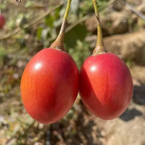 semi di tamarillo, di pomodoro frutto colonnare vecchie varietà da frutto colonnari esotiche semi da nani, resistenti frutteto 120pcs