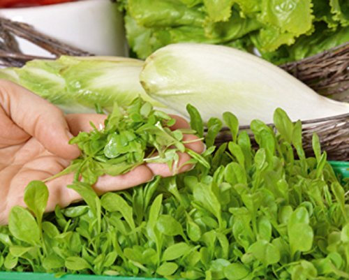 Microgreens - Indivia - foglie giovani dal gusto eccezionale - semi