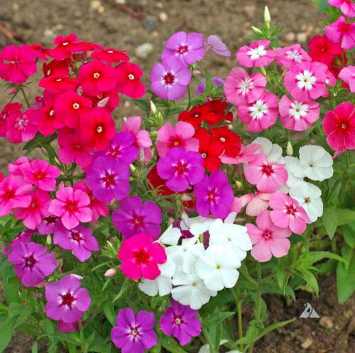 DRUMMOND'S PHLOX DWARF GLOBE MIX - 100 GRANI - Phlox drummondii nana - Fleur
