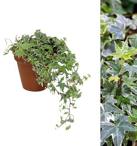 Carbeth Plants - Hedera Helix White Ivy Plant Gift in 15cm Terracotta Pot Topped with Moss - Live English Ivy Evergreen for Gardener Outdoor Indoor- Christmas Gardening Gift Idea for Plant Lovers