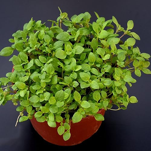 semillas de mejorana de bancal elevado interior balcón variedades antiguas interior exóticas balcón invernadero jardín la cocina 160pcs