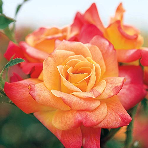 Spring Hill Nurseries - Joseph's Coat Climbing Rose, Live Bareroot Plant with Yellow/Orange/Pink Colored Flowers (1-Pack)