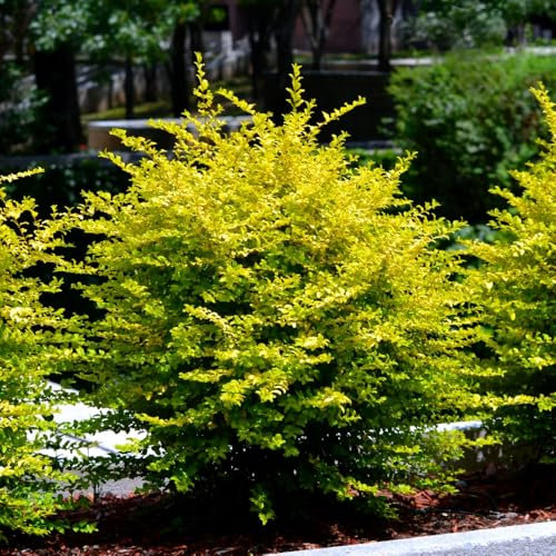 Ligustrum sinense 'Sunshine' - Golden Privet Evergreen Shrub | Compact Hedge Plant with Vibrant Golden Foliage | Ideal for Topiary and Low Hedges - 2X 9cm Potted Plants by Thompson & Morgan