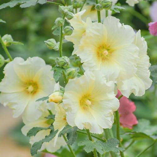 stockrosen samen mehrjährig, stockrose pflanze samen, blumendeko, pflanzen für sonnige plätze stockrosen stockrosensamen kaufen samen, blumenwiese samen, steingartenpflanzen winterhart 300pcs