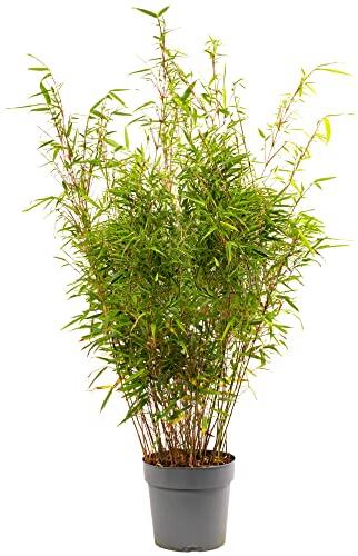 Fargesia Rufa - Hardy Red Panda Bamboo, Non-Invasive Garden Plant Clumping Variety, Year-Round Beauty, Perfect for Screening and UK Climate (5 Litre Pot, 90-110cm)