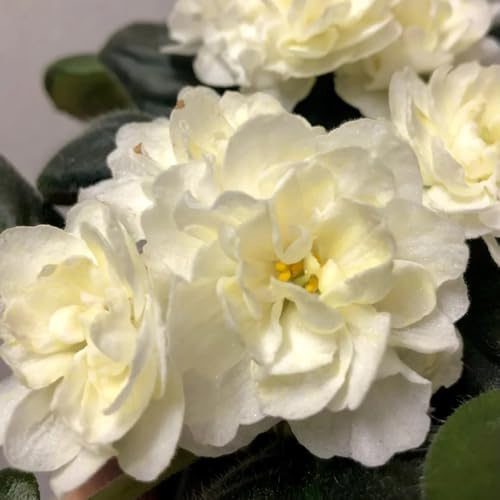 usambaraveilchen - zimmerpflanzen wildkräuter indoor kräutergarten blumensaat pflanztöpfe blumenbeet balkon steingartenpflanzen winterhart bodendecker zimmerbonsai kräutersamen 50samen