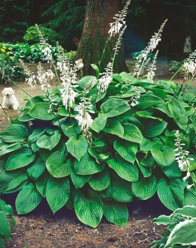 Hosta plantaginea 'Honeybells' 11x11 cm Topf – Winterhart, Mehrjährig, Pflegeleicht – Funkie – Staude für Schattenbeet & Kübel