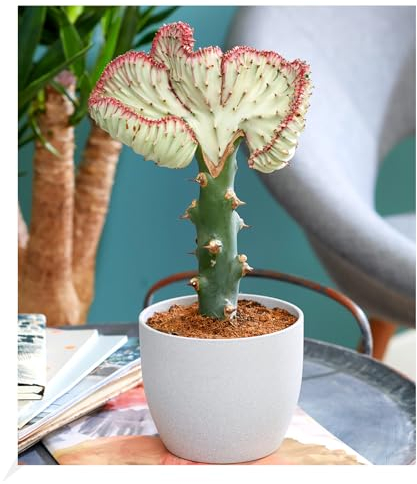 BALDUR Garten Korallenwolfsmilch Cristata, 1 Pflanze, Grünpflanze, mehrjährig - frostfrei halten, pflegeleicht, Wasserbedarf gering, für Standort in der Sonne geeignet, Euphorbia lactea Cristata