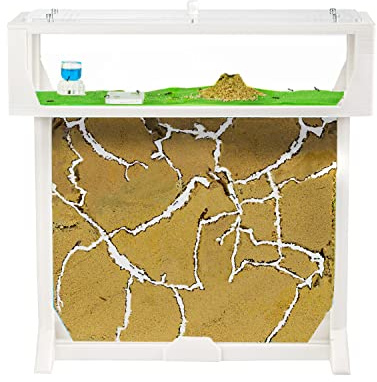 Anthouse.es - Kit Hormiguero en Forma de T 3D - Sándwich y Caja de Forrajeo Con Tapa Retirable - Hormigas Vivas Incluidas - 25x20x1,5 cm - Color Blanco