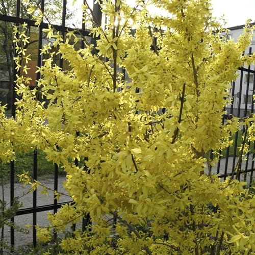 Vivai le Georgiche - Pianta vera di Forsythia x intermedia Spectabilis Forsizia 'Spectabilis' - vaso Ø 19 cm - altezza alla vendita 60-80 cm