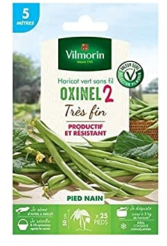 Graines de Haricot Nain Vert Oxinel 2-5 metres