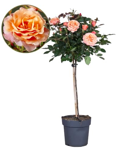 Plant in a Box - Rosa Palace 'Catherine' - Rosier sur tige XL - Arbre - Orange - Dimensions du pot 19 cm - Hauteur 80-100 cm